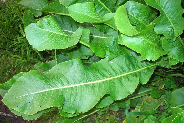 Φύλλα χρένου που χρησιμοποιούνται για τη θεραπεία της οστεοχονδρωσίας